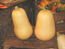 SquashVarieties Butternut