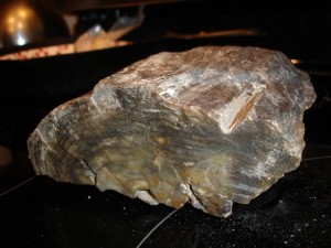 Owhyee Petrified Wood 2