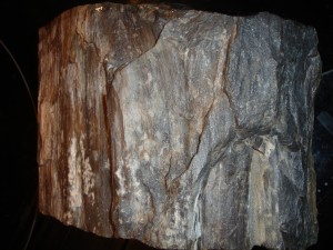 Petrified wood