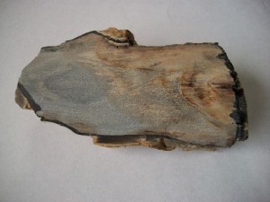 Petrified Wood